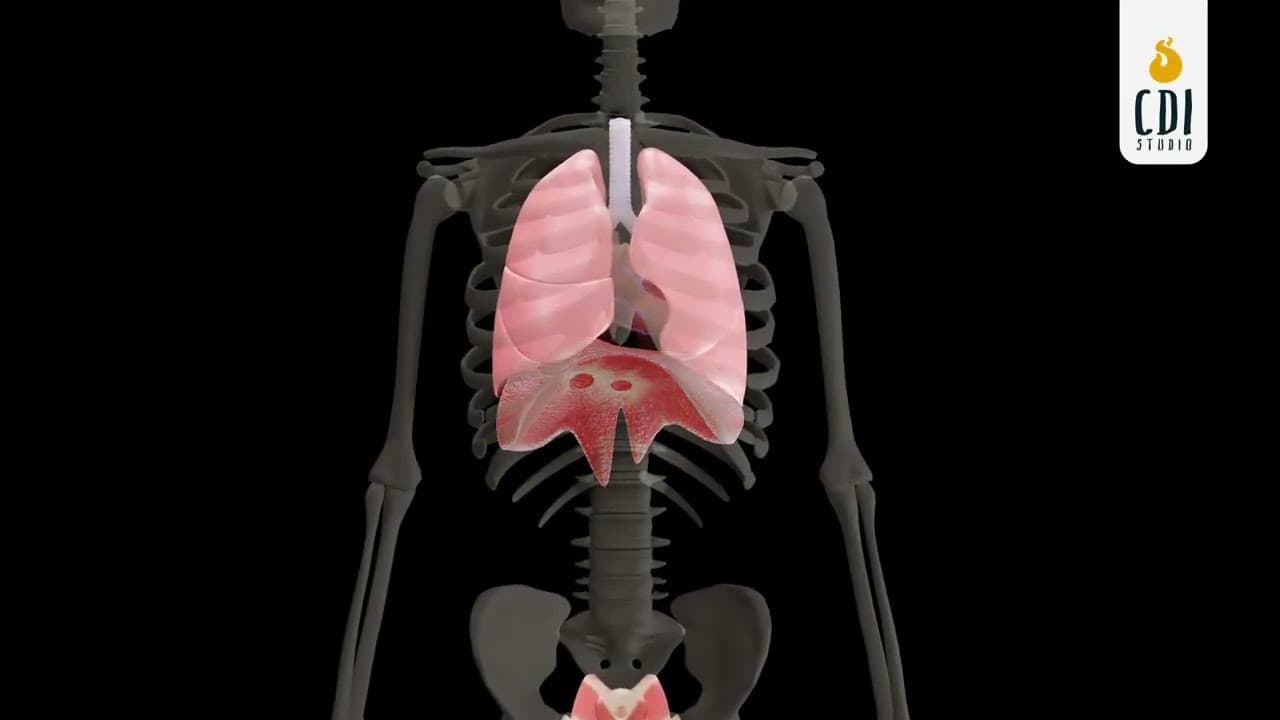  Depicting the coordination between the diaphragm and pelvic floor muscles | 3D Medical Animation