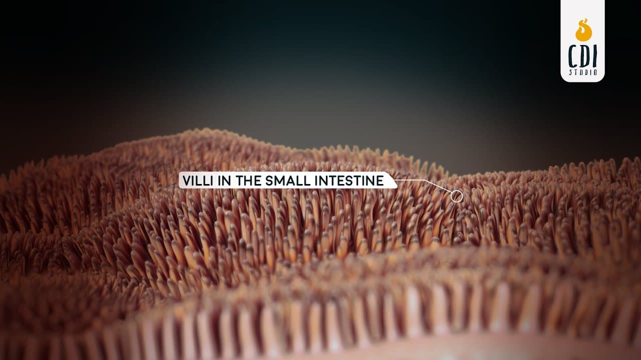 Nulixir: Nanovesicles absorption in Small Intestine | 2D Medical Animation
